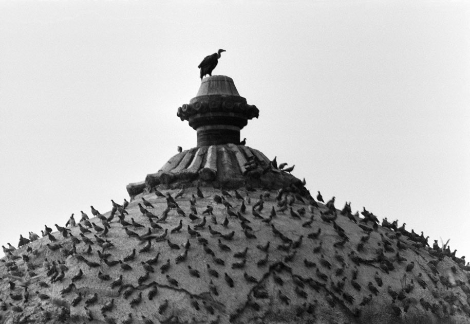 02_tomb.vulture.indiagate.delhi.blackandwhite.india.pigeons.jpg